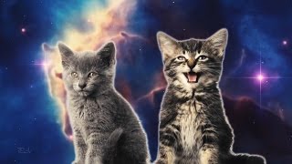Котята прикольно поют