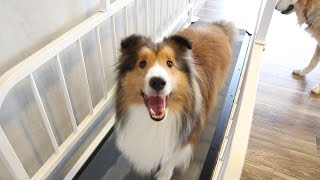 RILEY GOES TO DOGGY DAY CARE