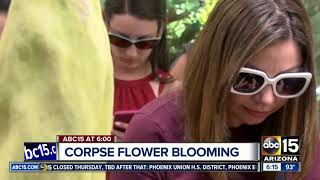 Corpse flower blooms at Tucson Botanical Gardens