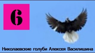 Голуби Крыма Алексей Василишин, Евпатория (6)