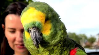 Born in 1940, parrot finally gets a forever home
