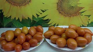 ТОМАТ РУССКИЕ КОЛОКОЛА. №35. ДЕГУСТАЦИЯ. 