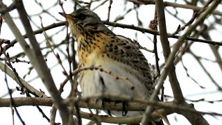 Дрозд Рябинник зимой, Fieldfare