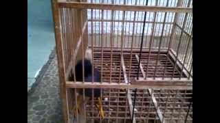 Burung Kerak Omas : Suaranya luar biasa .