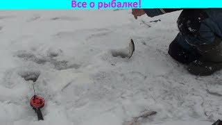 Безотказный способ ловли плотвы!