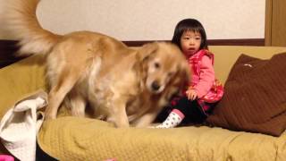 My golden retriever Alia and The Japanese girl in the day