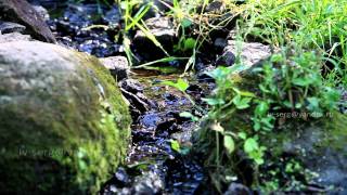 Футаж  ручей .Stream 