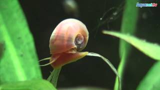 Schnecken im Aquarium, Teil 1 - Ernährung