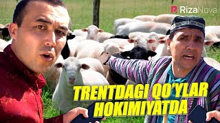 Akula - Trentdagi qo'ylar hokimiyatda