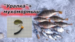 Весенняя ловля на Уралку и мухомормыш.