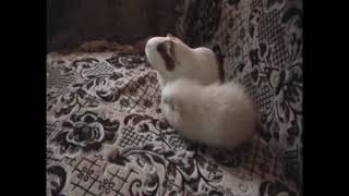2 guineas 1 apricot (2 свинки 1 абрикос)