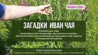 Иван чай. Ошибки заготовки, сборки Иван чая для приготовления домашнего полезного чая