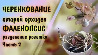 Черенкование старой орхидеи фаленопсис, разделение розетки. Часть 2