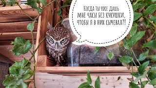 Сыч Лучик играет в нинзю, оттачивая своё мастерство исчезновения