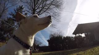 wendel movie