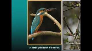Compagnons de la Chanson - Si tous les Oiseaux du Monde