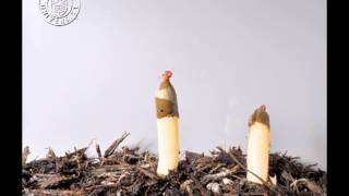 Phallus rubicundus (Devil's Stinkhorn)