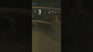 CAT from Jerusalem street cat meow #shorts