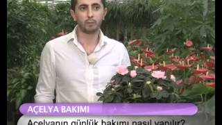 Açelyanın günlük bakımı nasıl yapılır?