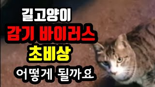 #고양이감기우환폐렴전염되나
