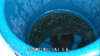 ワカサギ　赤城大沼　杉田氏　最強のフカセ釣り