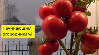 Мой совет начинающим огородникам - выбирайте простые сорта томатов! 