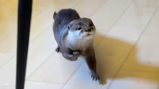 夜ご飯の食材をカワウソに持っていかれてしまって困る家族 family in trouble when an otter takes the food for dinner.