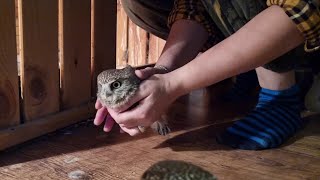 Совёнок Лучик помогает убираться в сычевальне у суча Юйни. Маленький помощник