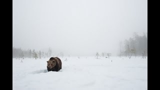 Как правильно охотиться на опасного медведя зимой? Секреты таёжных охотников!
