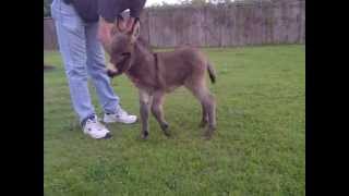 VID20130426-00004