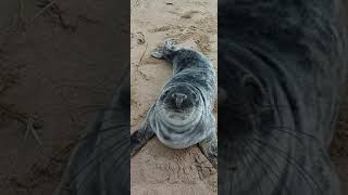 котик спит на море такого вы еще не видели YouTube Shorts короткое видео#Shorts
