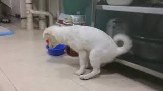 My puppy is having sex