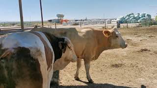 Bulls & Cows Real Farming 2019 - New Bulls Meet Cows First Time #09