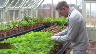 The Head Gardeners' Tale