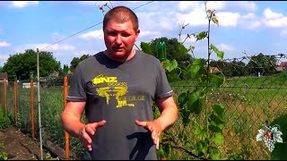 Увядание зеленых побегов винограда. Часть 1. Виноград 2017.
