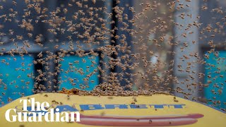 20,000 bees swarm a New York City hotdog stand