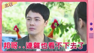 【黃金歲月 獨家花絮】邦哥...連雞也看不下去了！