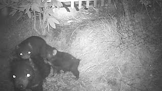T is for Tasmanian Devil