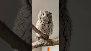 Owl Loves Talking to Keepers - Cincinnati Zoo #shorts