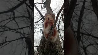 Белка ест орешек / Squirrel eats a nut