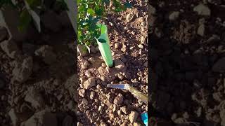 Inyectando agua en pistachos a pie de árbol.