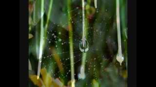 InSpectr - Raindrop