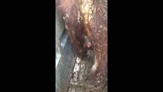 Castrating bull calves