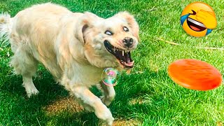 Best Funny Animal Videos 2022 - Funniest Dogs And Cats Videos ????
