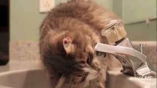 Cat Drinks from Faucet