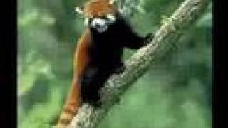 Red pandas: how cute are they?