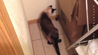 МыШья наглость или кошачья доброта =^..^= СИАМСКИЕ КОШКИ