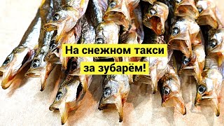 На снежном такси за зубарём!