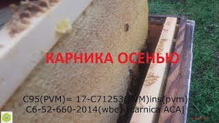МЕДОВАЯ ОСЕНЬ /   КАРНИКА ПОСЛЕ МЕДОСБОРА