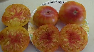 ТОМАТ "БОЛЬШАЯ РАДУГА" (Big Rainbov, США). №358. ДЕГУСТАЦИЯ. 